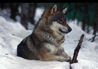 loup.jpg